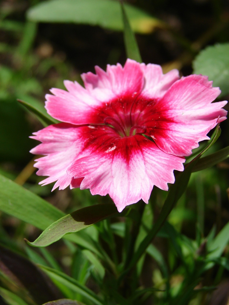 dianthus pink flower free photo