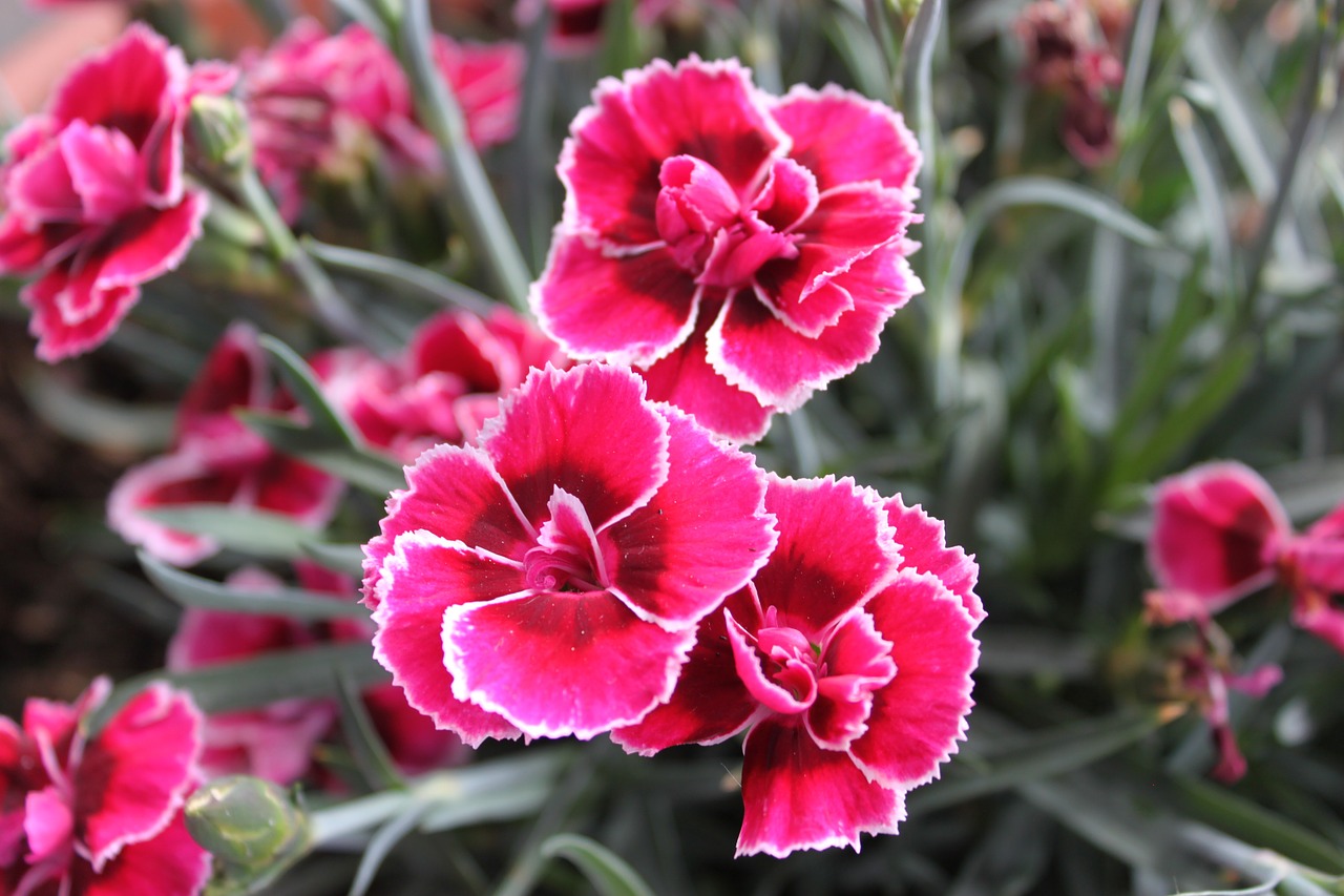 dianthus flower pink free photo