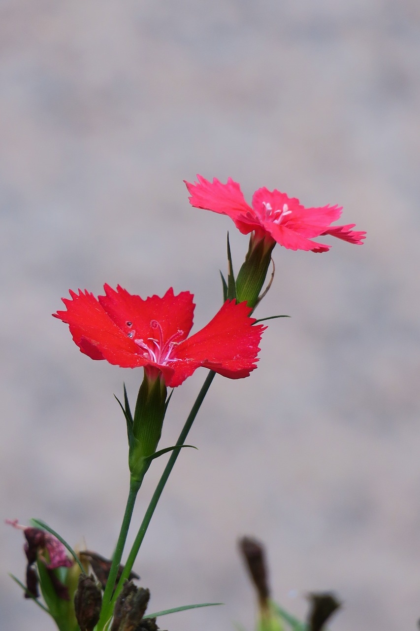 dianthus flowers  nature  plant free photo