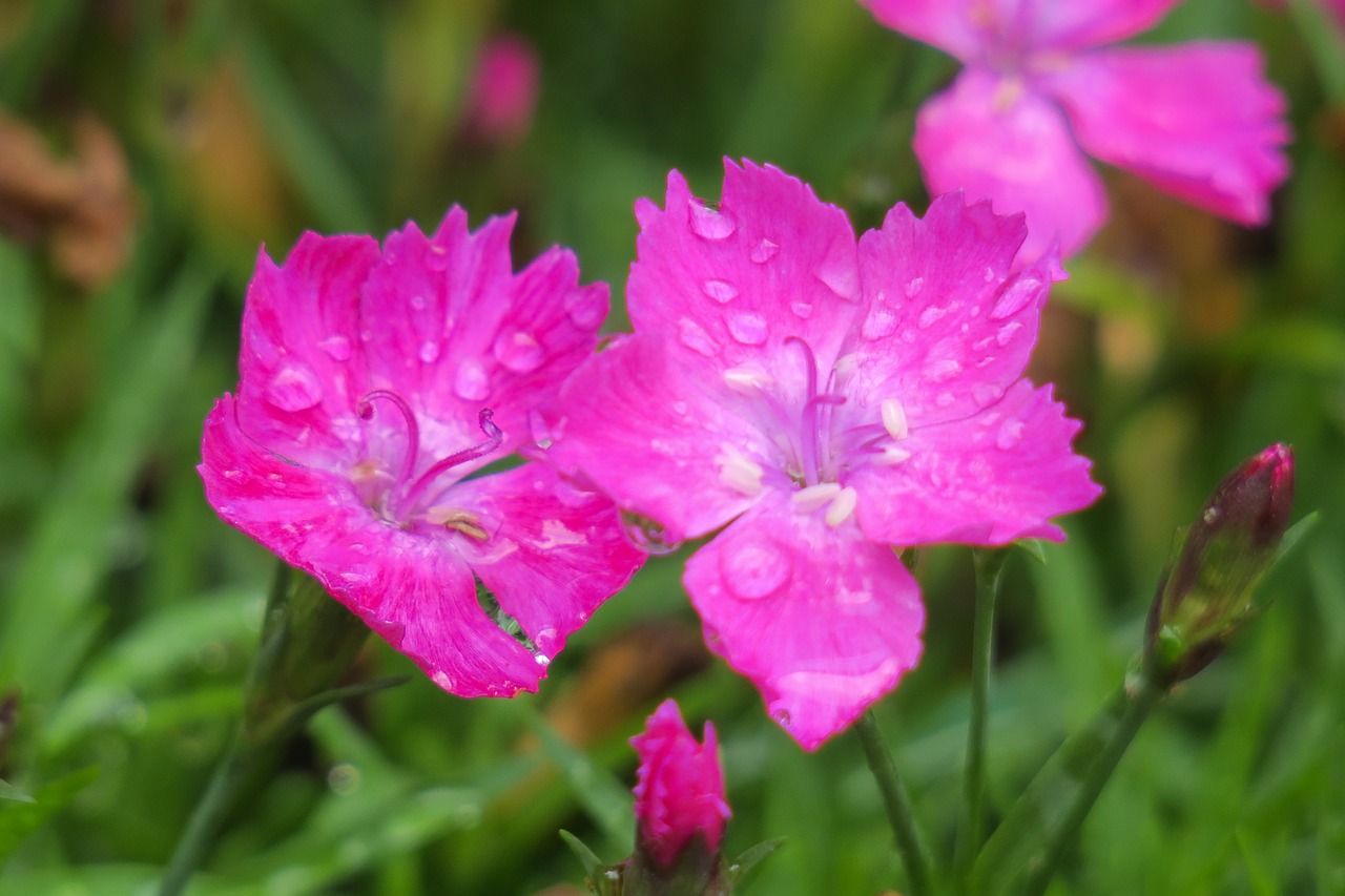 dianthus flowers  nature  plant free photo