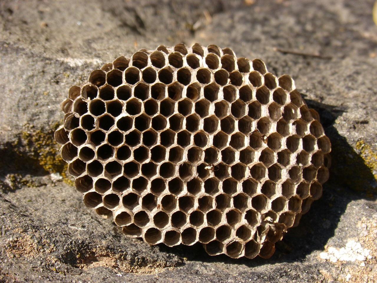diaper  wasps' nest  exag free photo