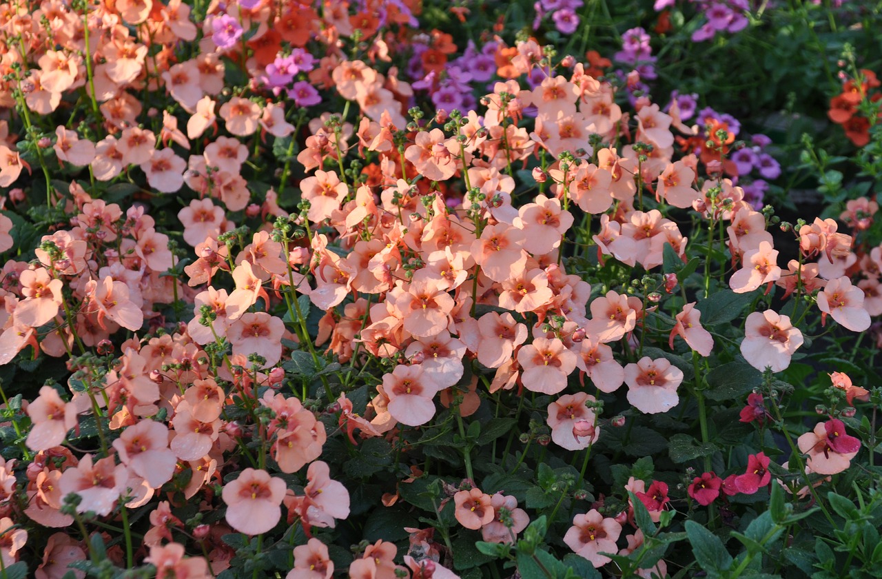 diascia  coral bells  summer free photo