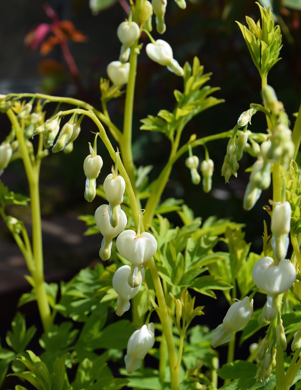 dicentra alba dicentra white dicentra free photo