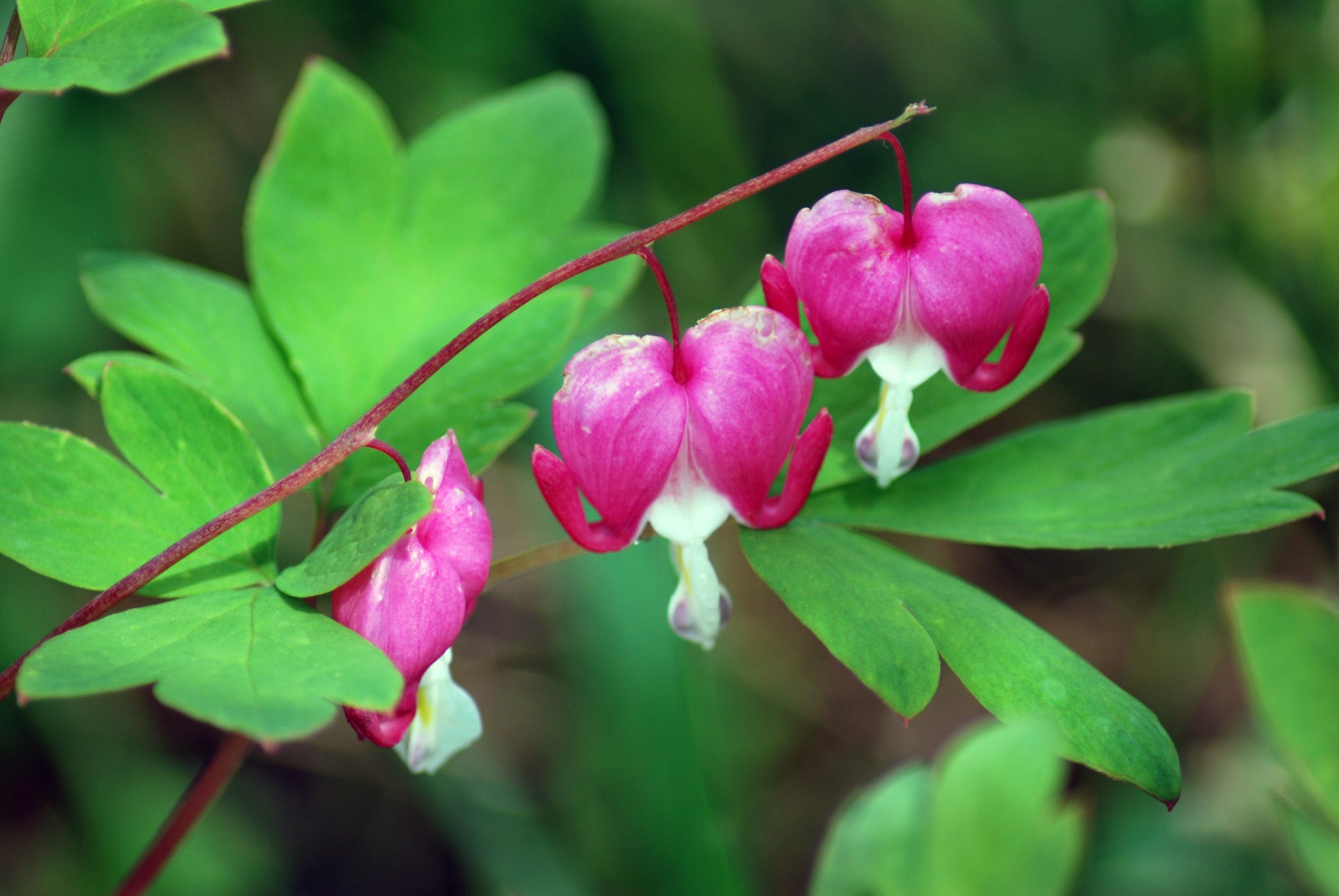 Каменное сердце цветок фото Dicentra spectabilis,bleeding heart flower,pink heart flower,heart shaped flower