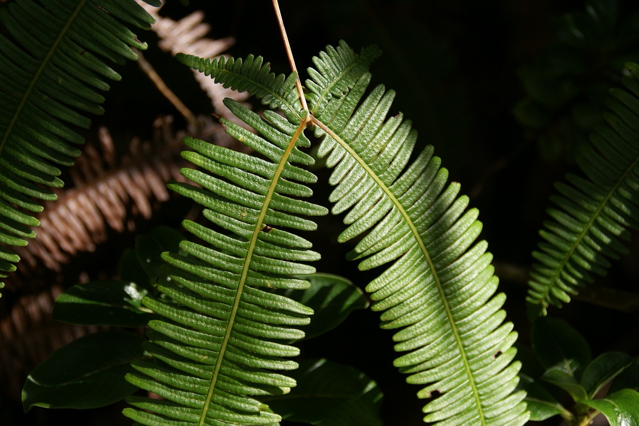 dicranopteris linearis old world forked fern uluhe free photo
