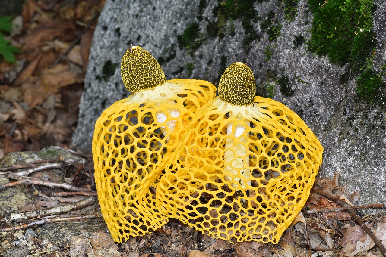dictyophora indusiata yellow gabion mushroom mushroom mantle free photo