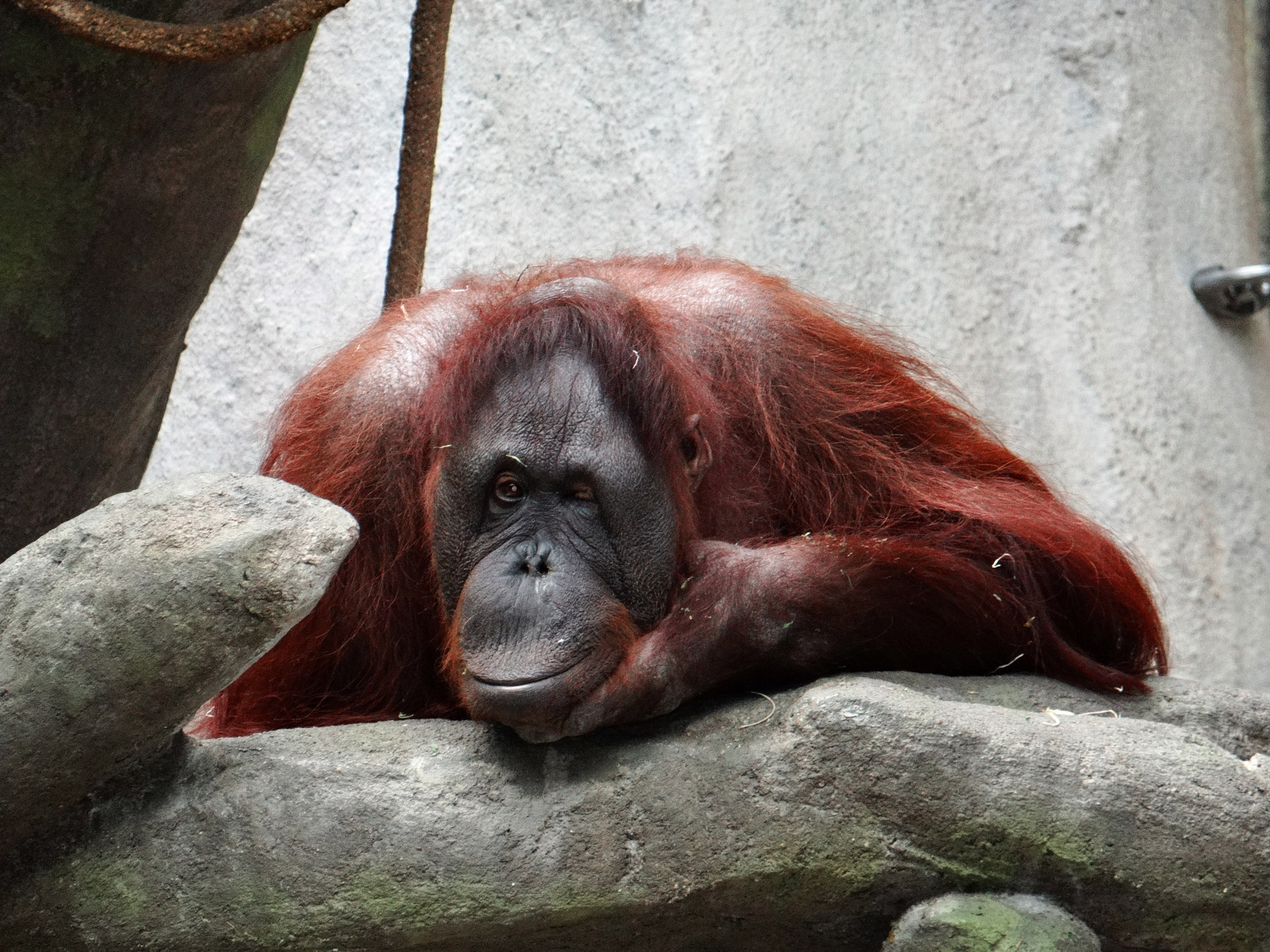 orangutan zoo illinois free photo