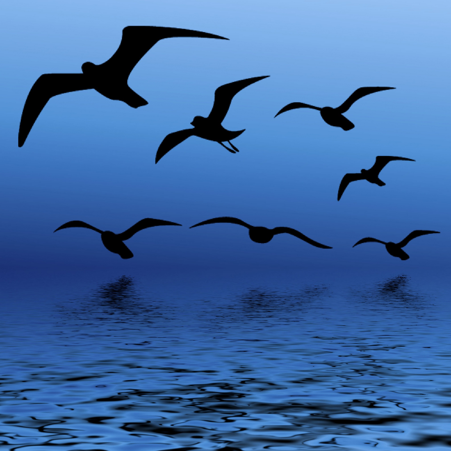 birds water background free photo