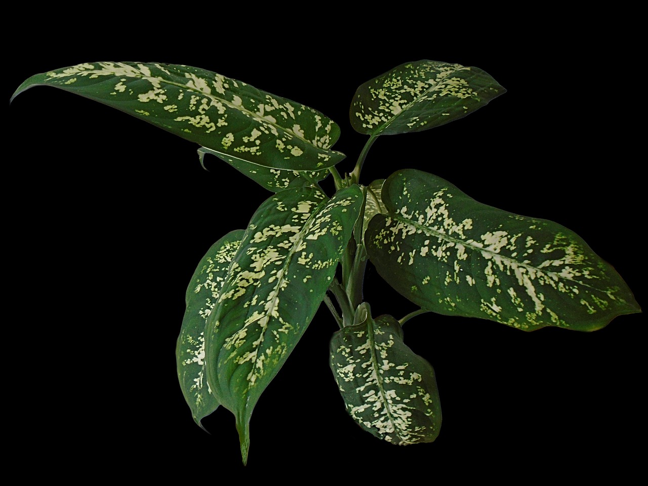 dieffenbachia leave plant free photo