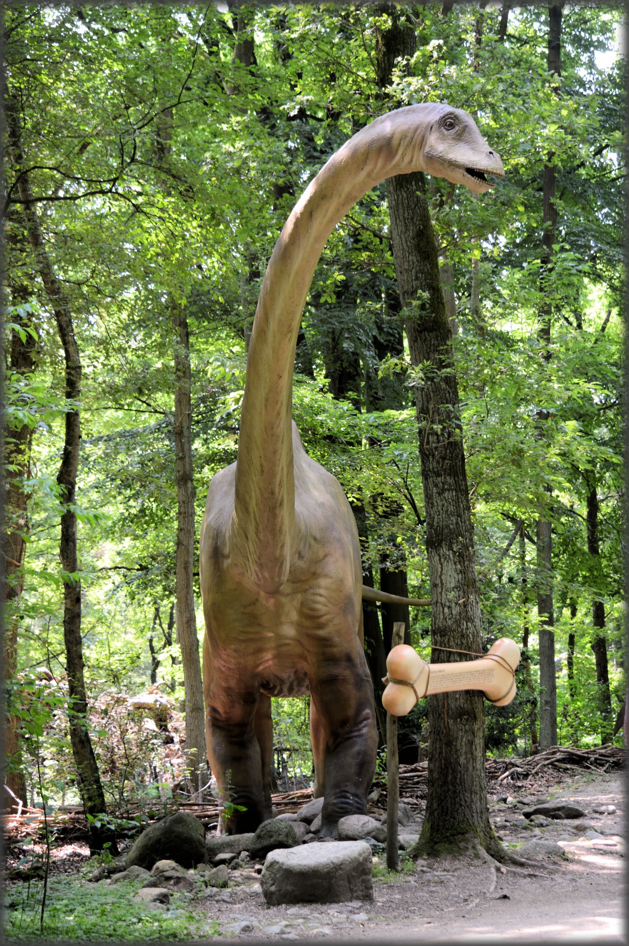 dinosaurs prehistoric animal free photo