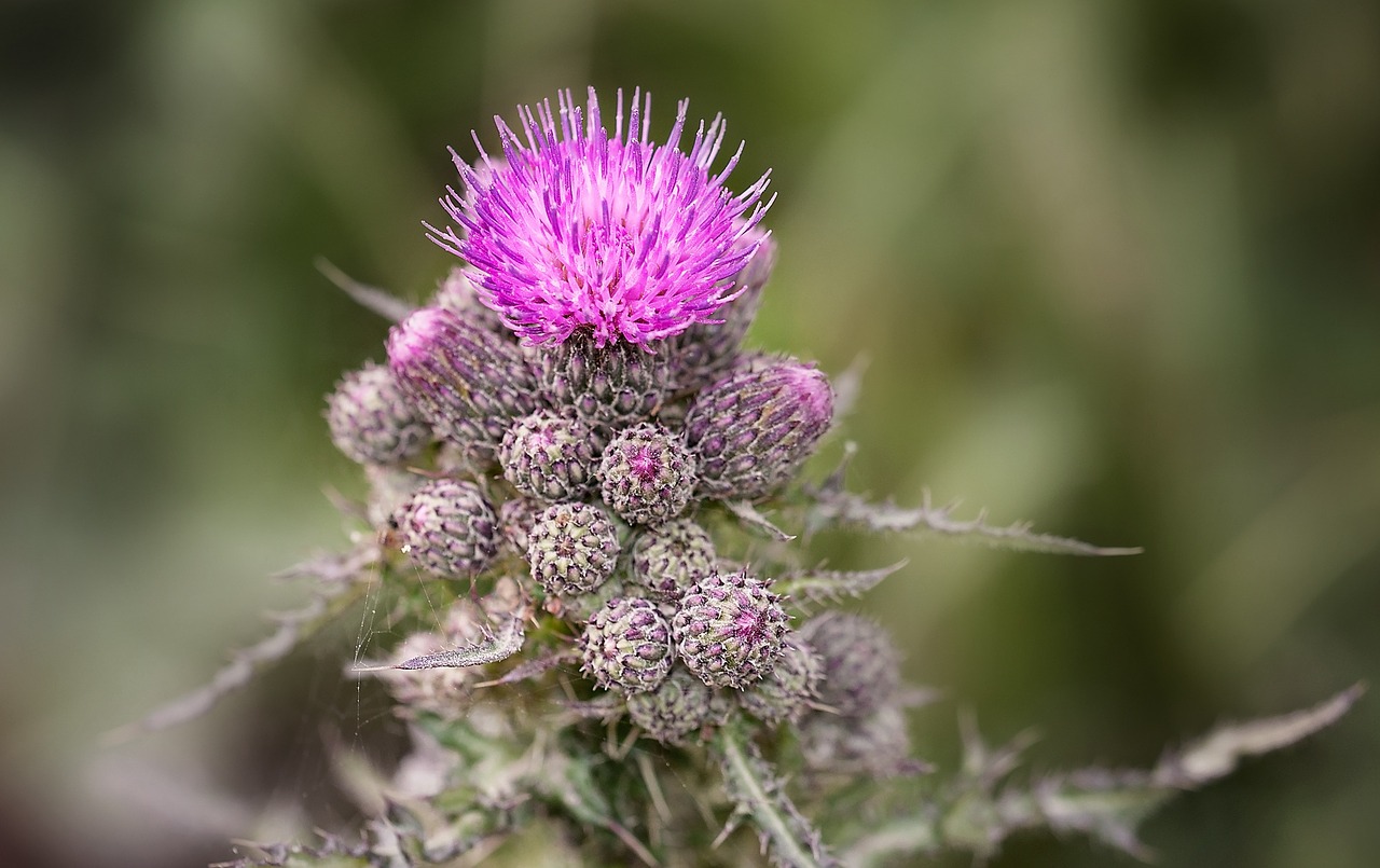 diesel plant blossom free photo