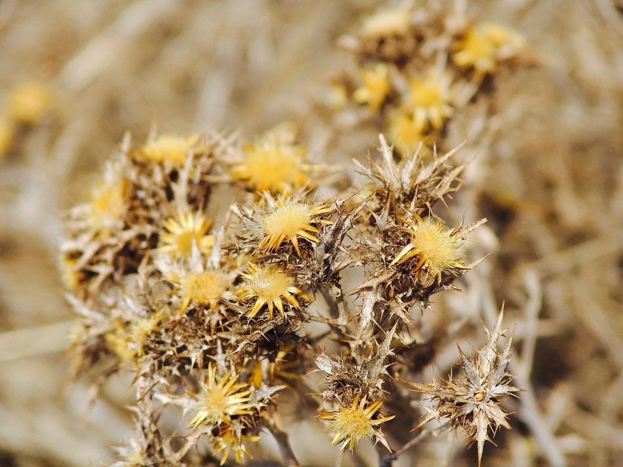 diestel straw flower free photo