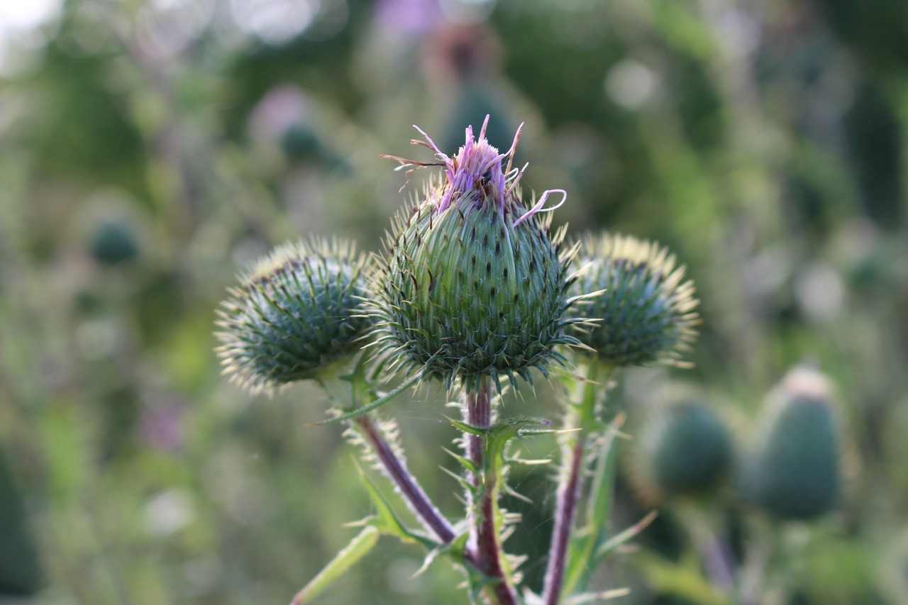 diestel field purple free photo