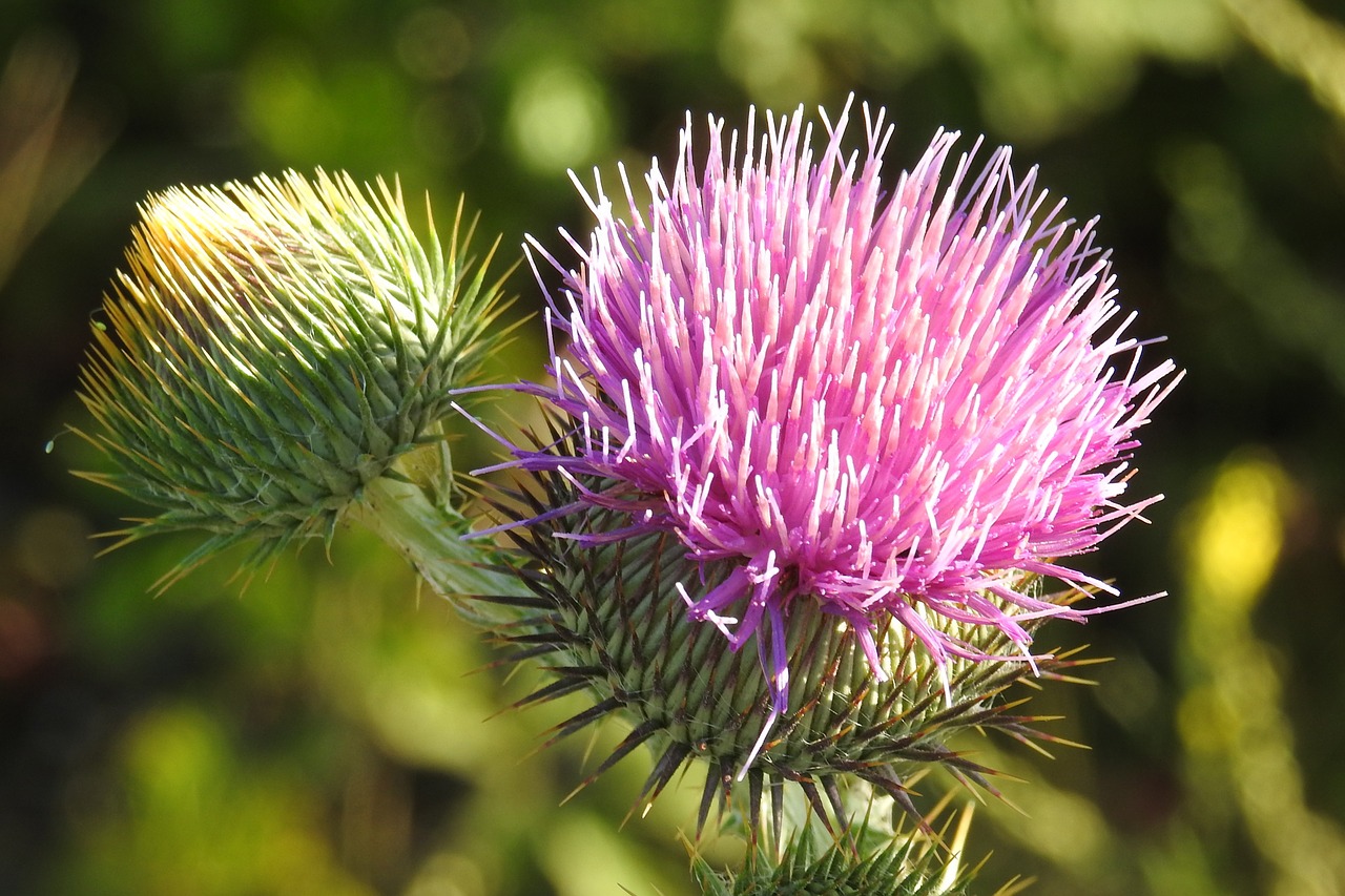 diestel thistle flower prickly free photo