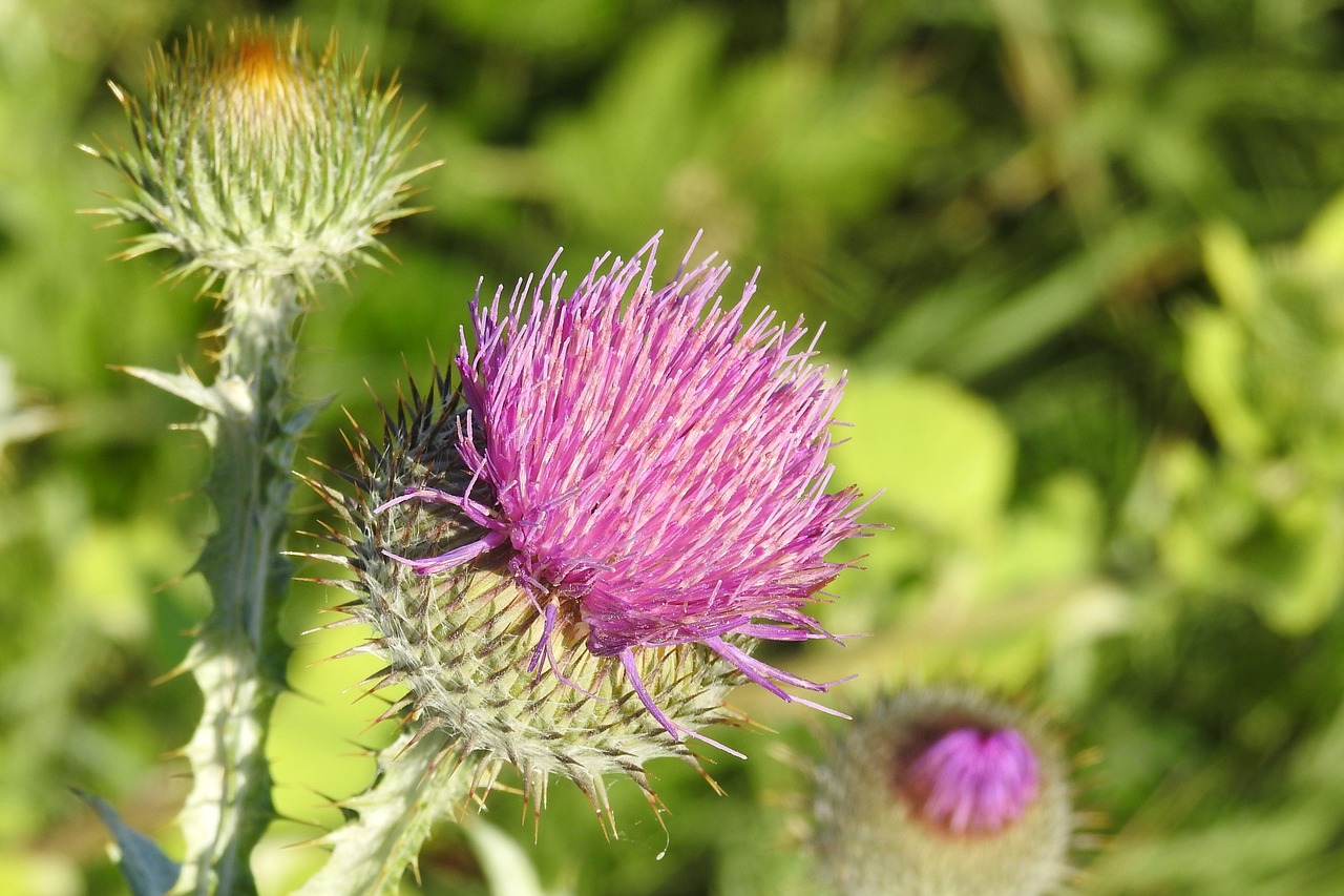 diestel thistle flower prickly free photo