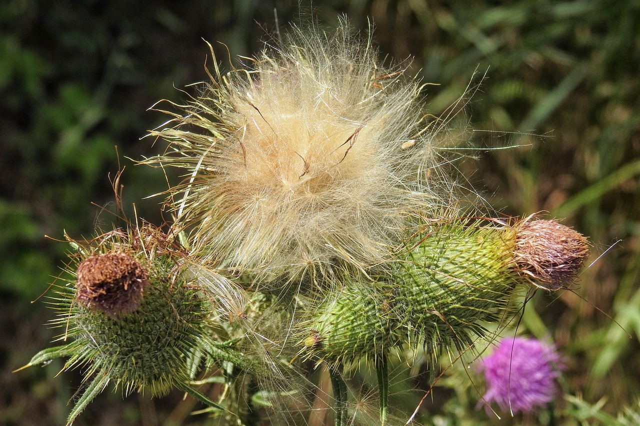 diestel thistle flowers prickly free photo