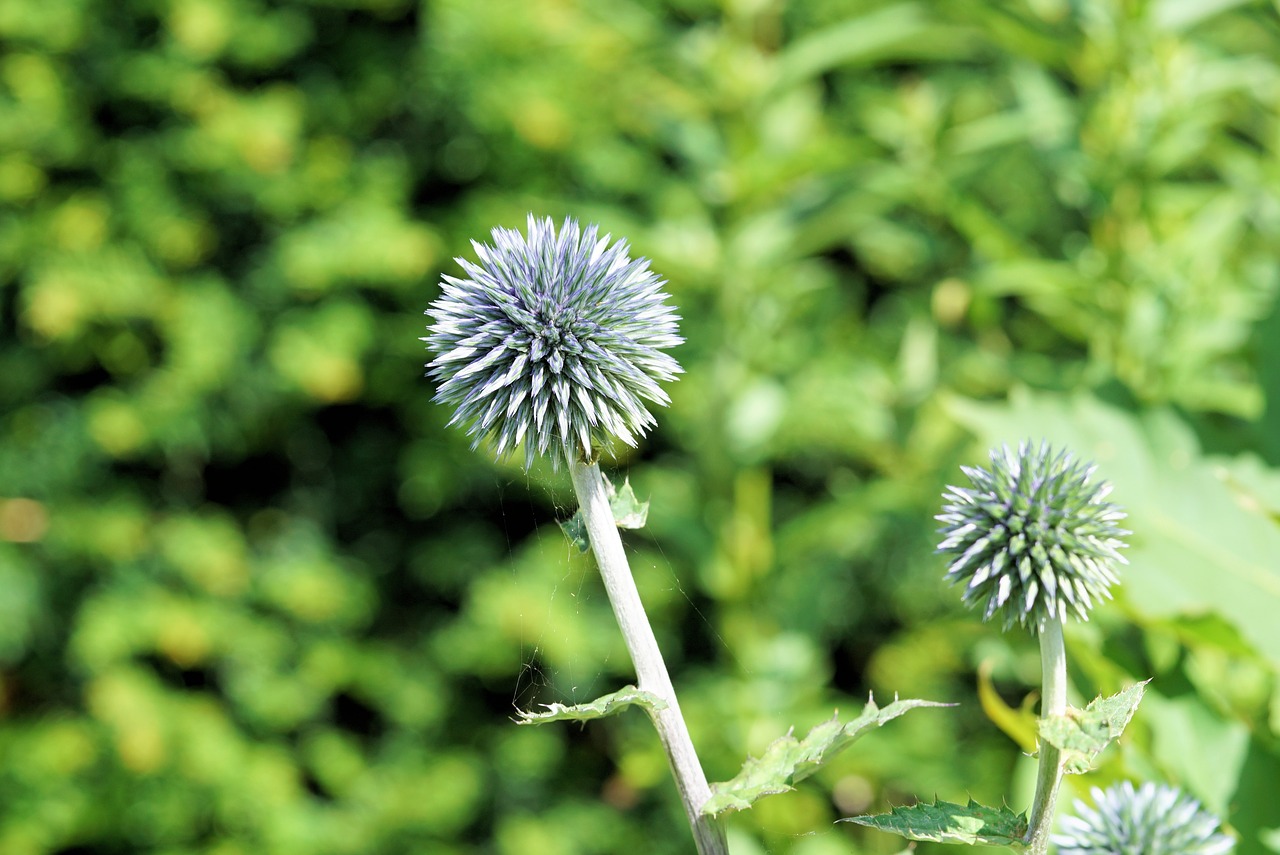 diestel silver thistle flower free photo