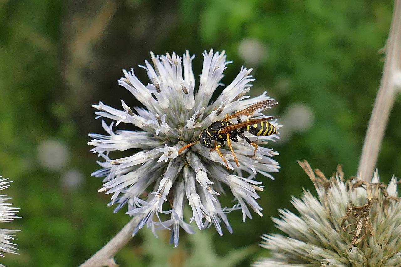 diestel insect close free photo