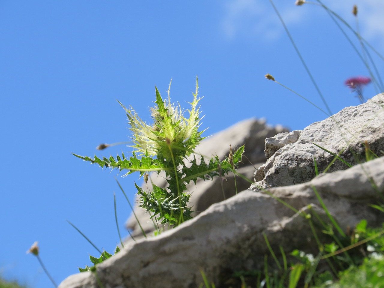 diestel plant alpine free photo