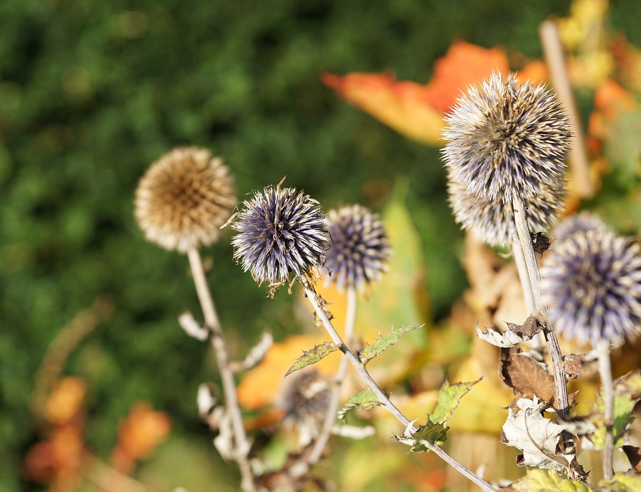 diestel silver thistle flower free photo