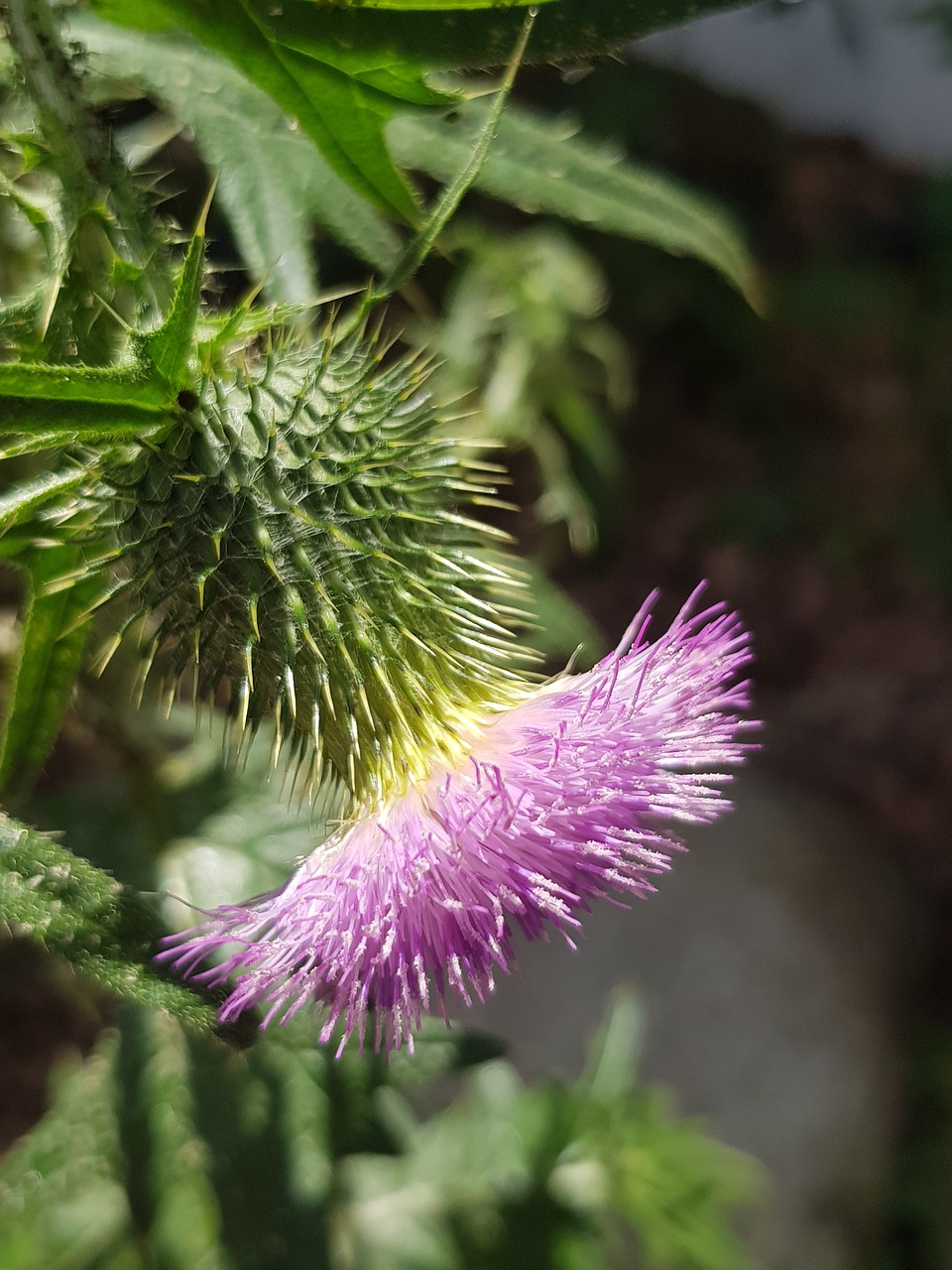 diestel  blossom  bloom free photo