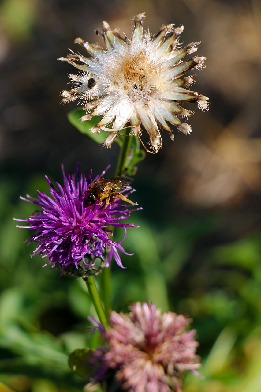 diestel  wasp  insect free photo