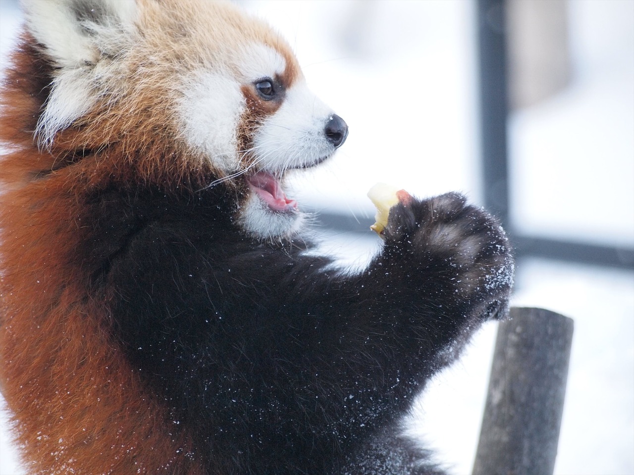 diet red panda zoo free photo