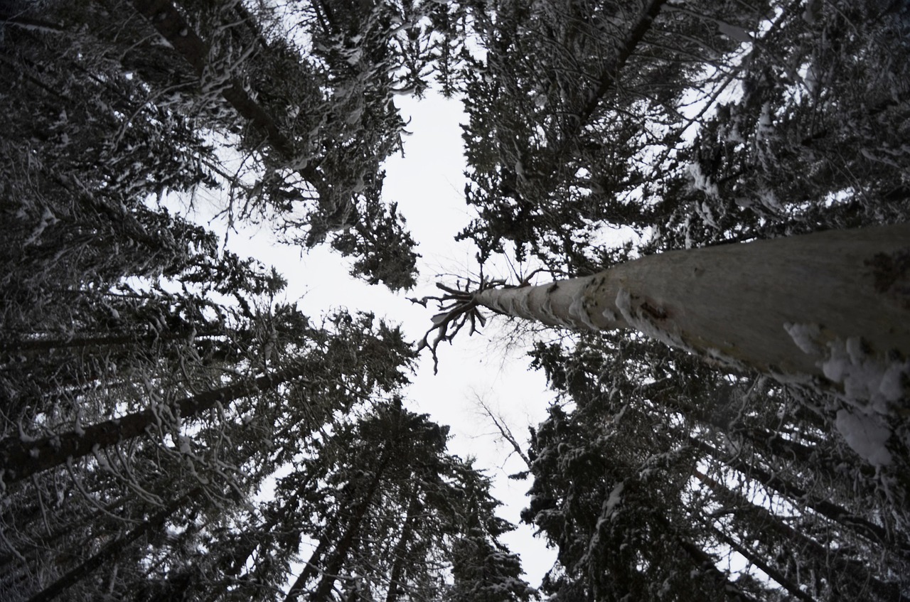 different wood forest free photo