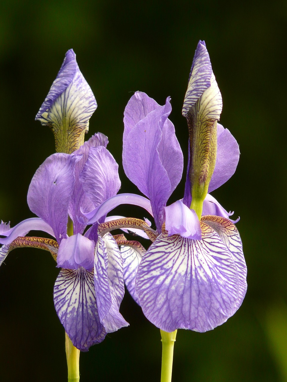 different colored irises iris plant free photo