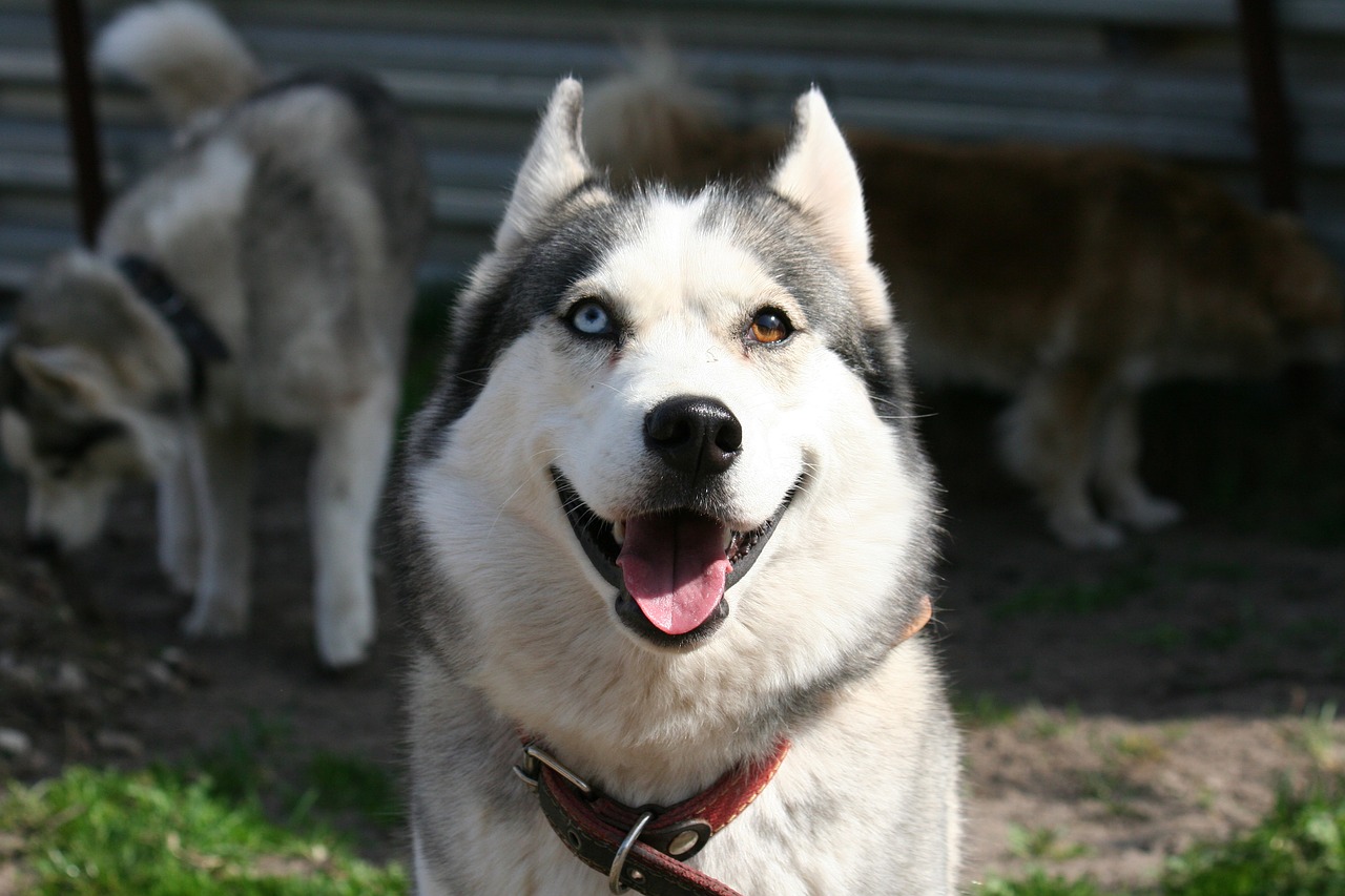 different eyes husky animals free photo