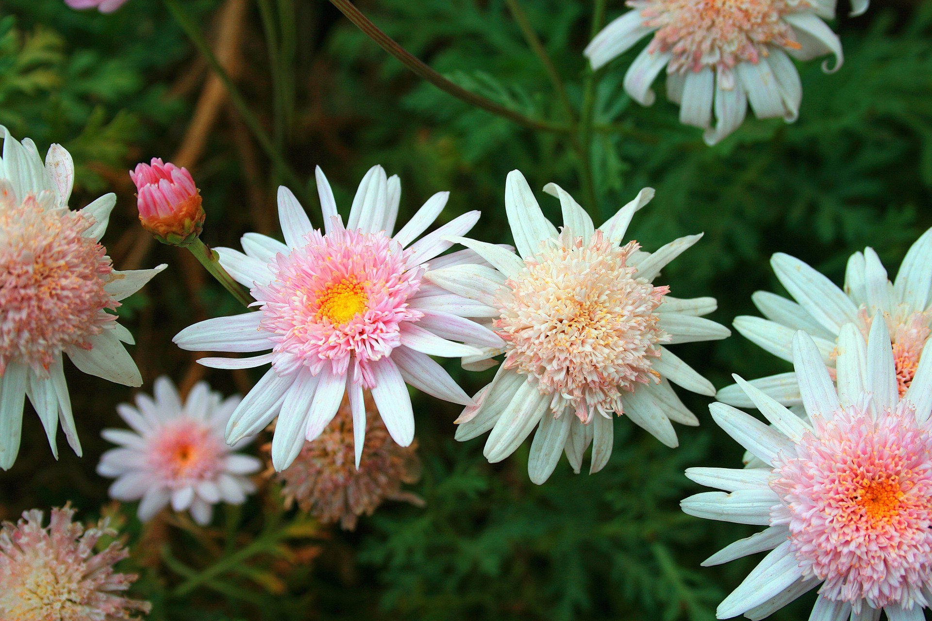 daisies pink flowers free photo