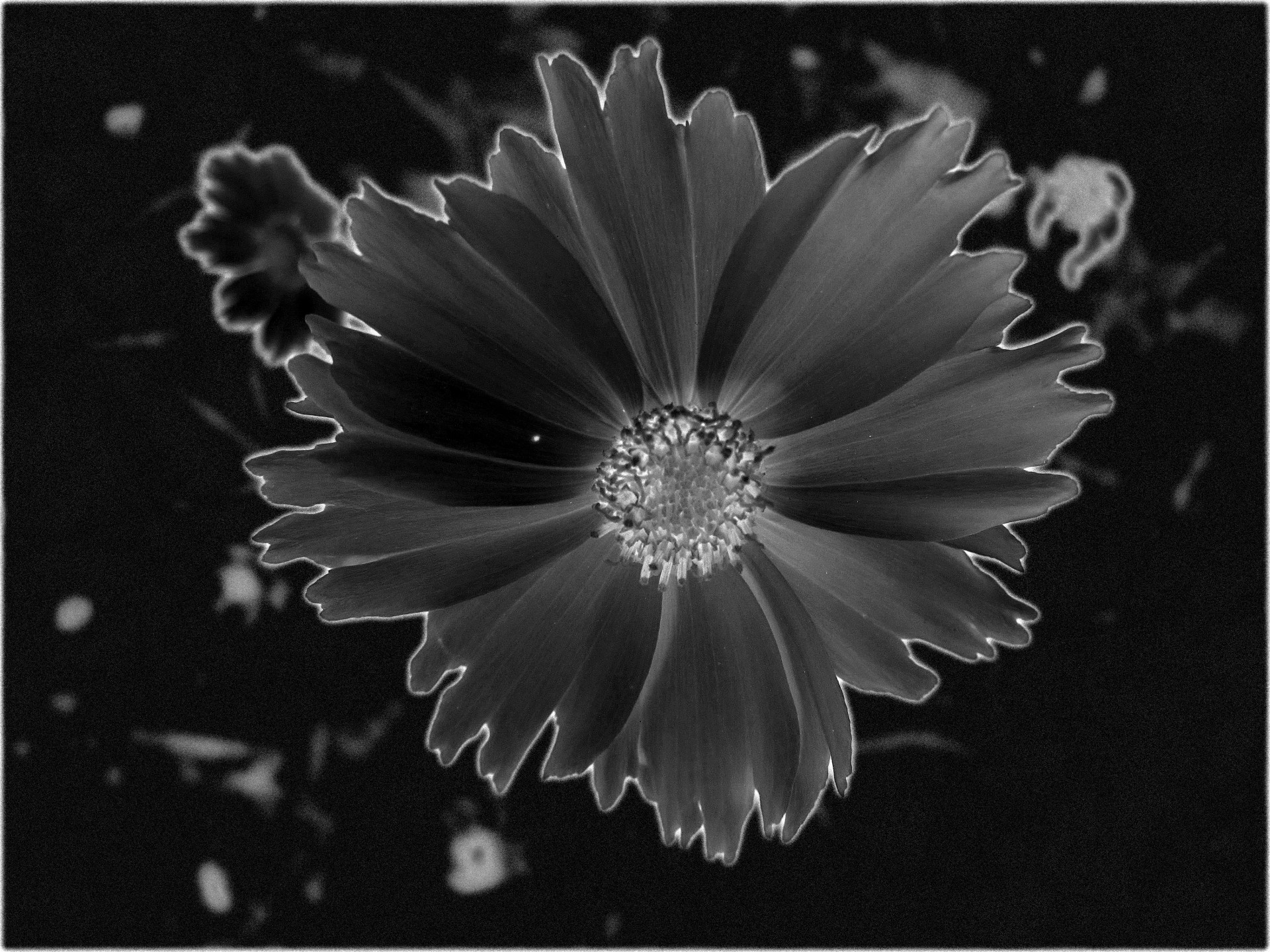 daisy negative highlights free photo