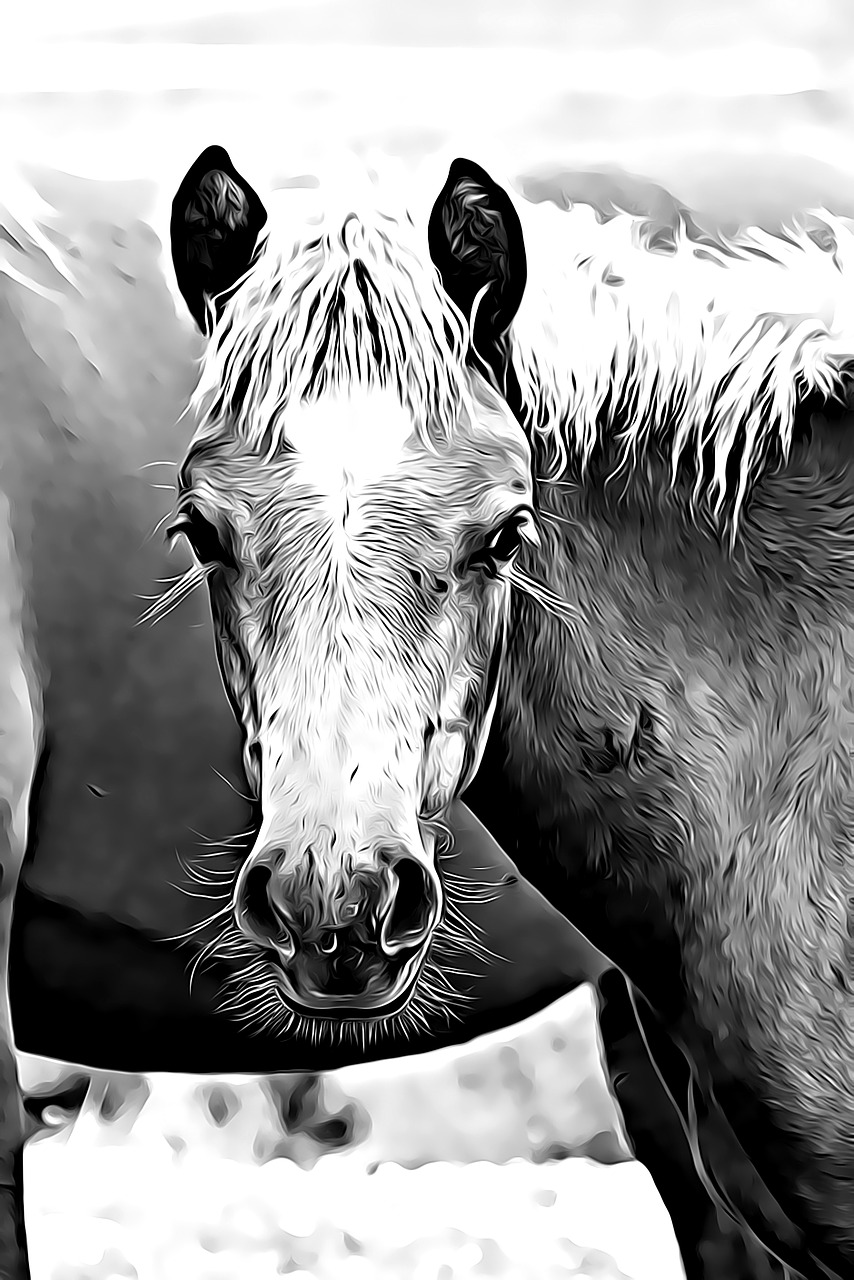 digital graphics horse free photo