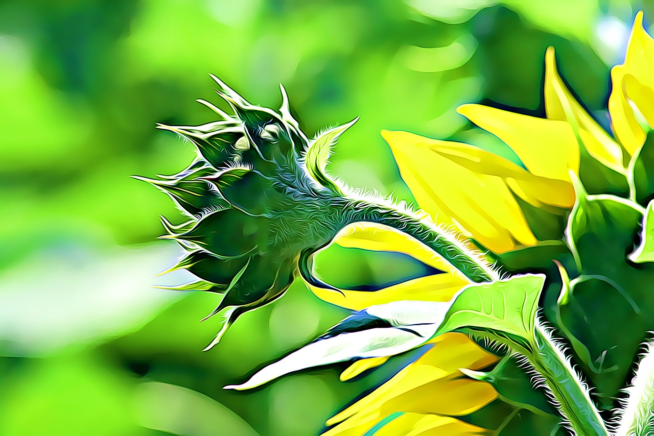 digital graphics sunflower free photo