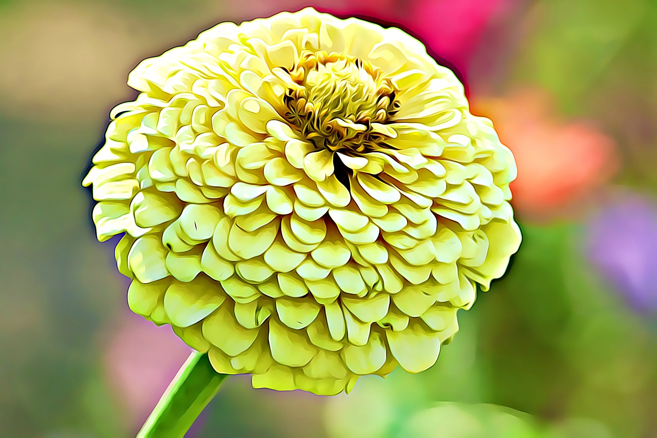digital graphics chrysanthemum free photo