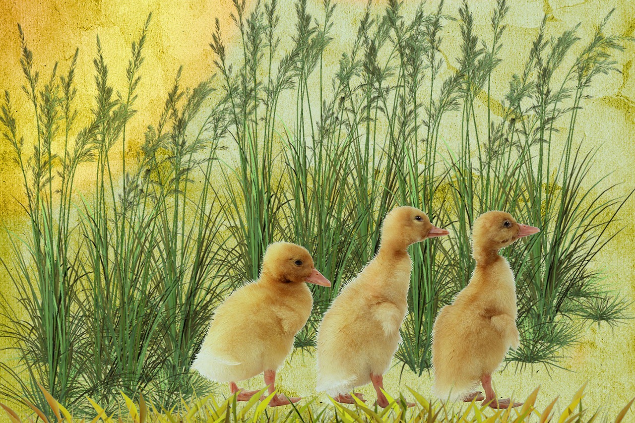 digital art chicks grass free photo