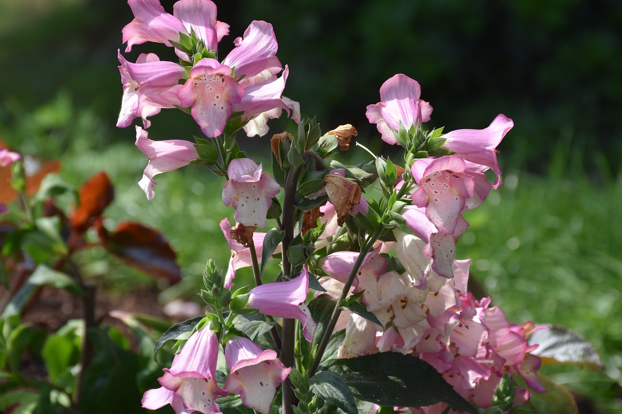 digitalis  soft pink  nature free photo