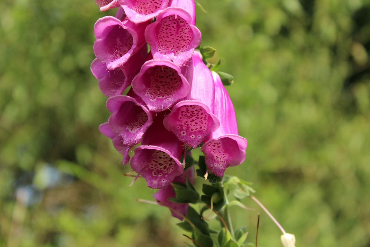 digitalis flower pink free photo