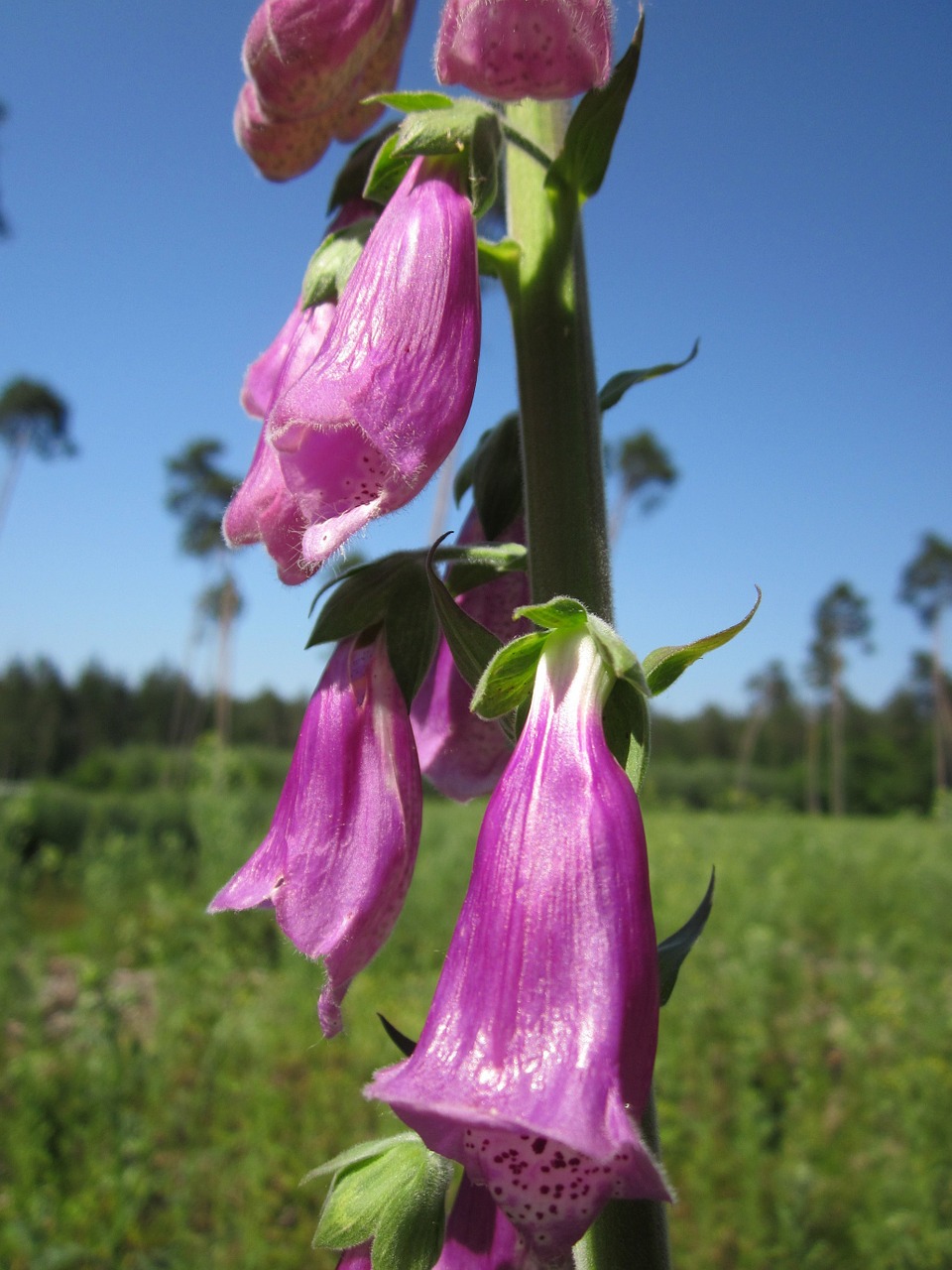 digitalis purpurea foxglove common foxglove free photo