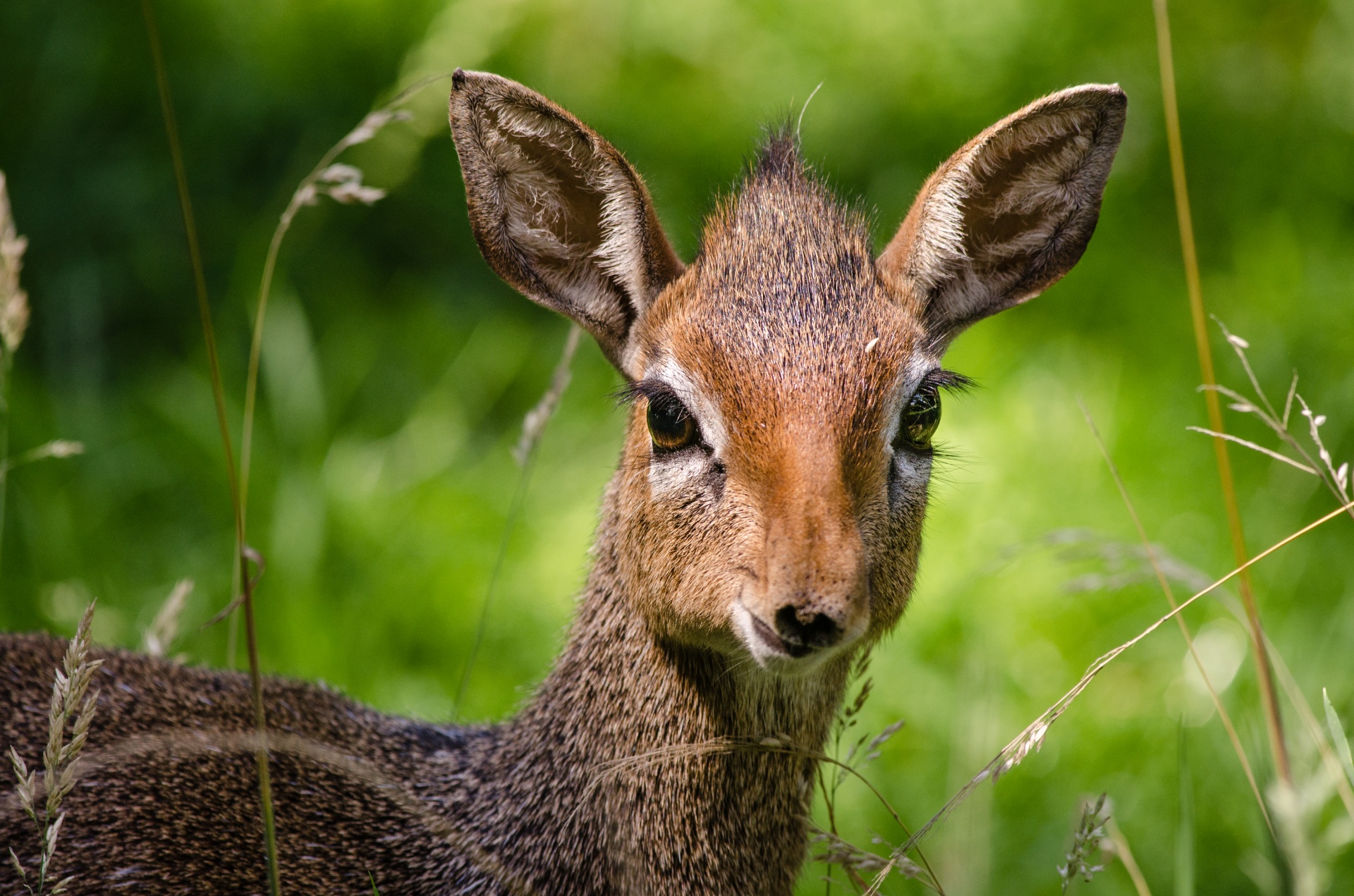 dik dik antelope portrait free photo