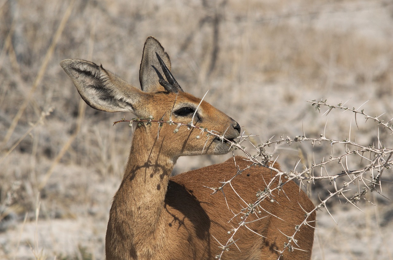 dikdik animal prickly free photo