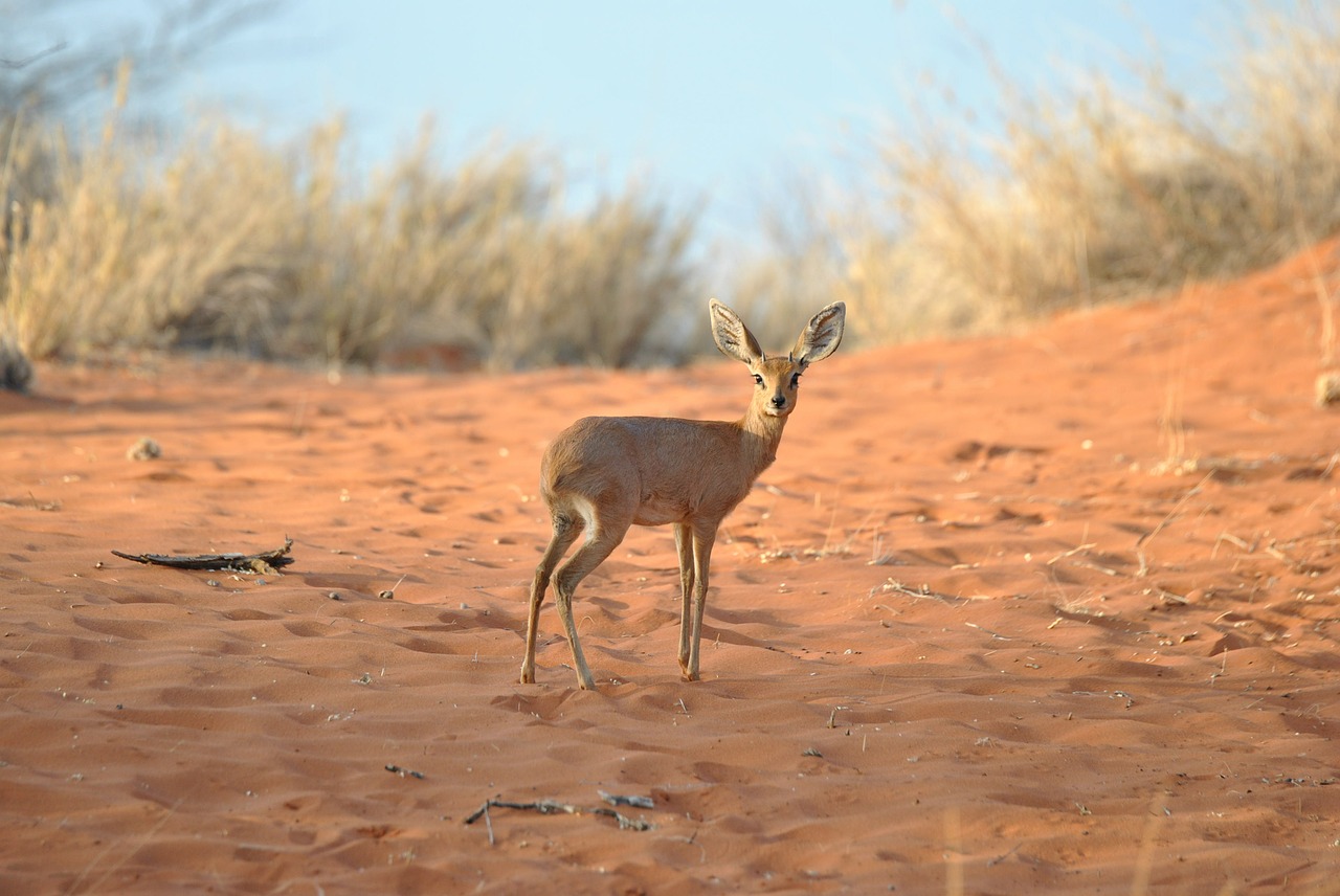 dikdik antelope mammal free photo