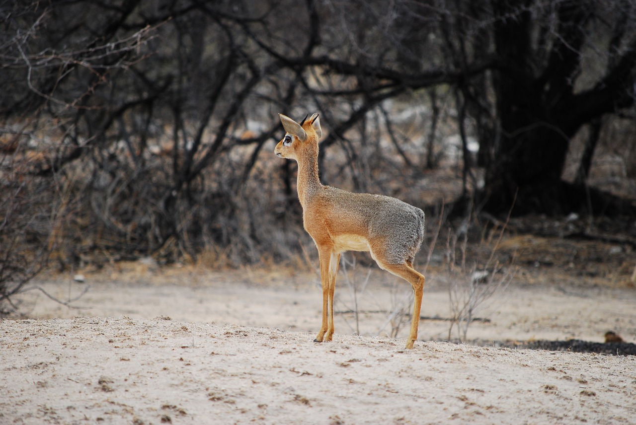 dikdik antelope small free photo