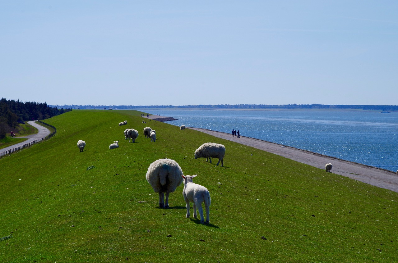 dike north sea sheep free photo