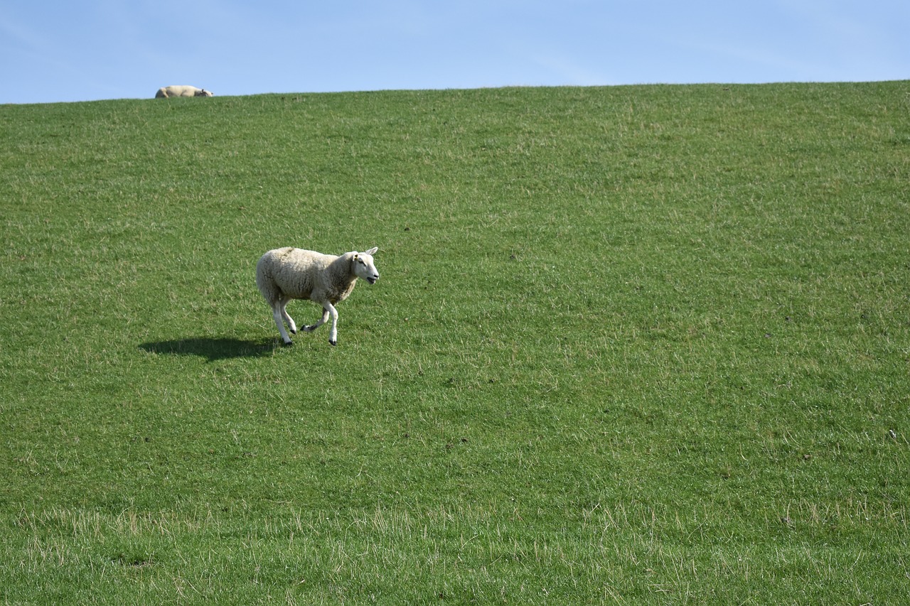 dike  sheep  north sea free photo
