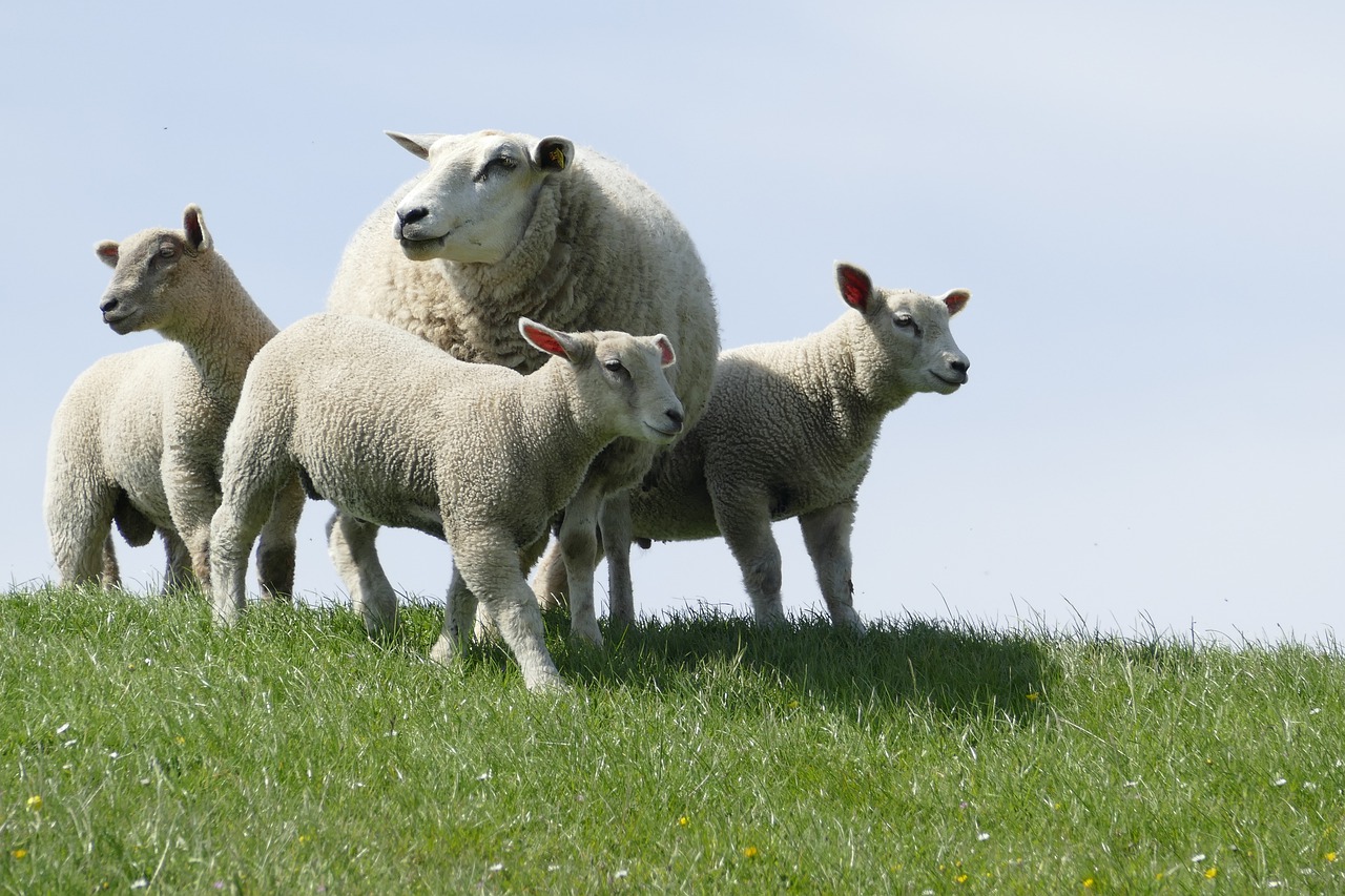 dike  sheep  lambs free photo
