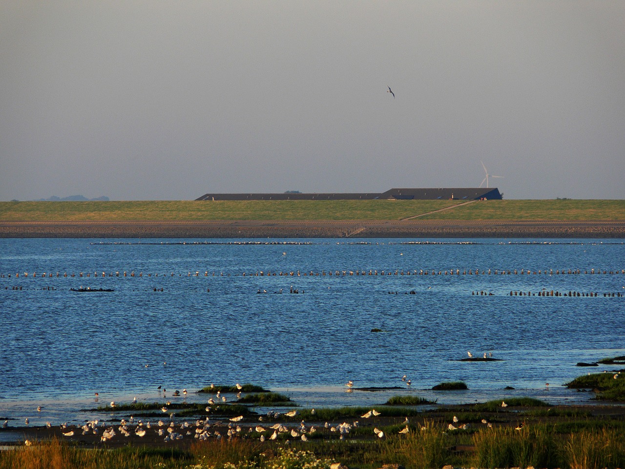 dike north sea background free photo