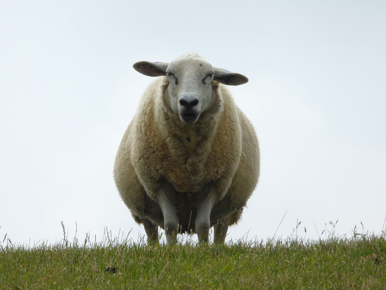 dike sheep nordfriesland free photo