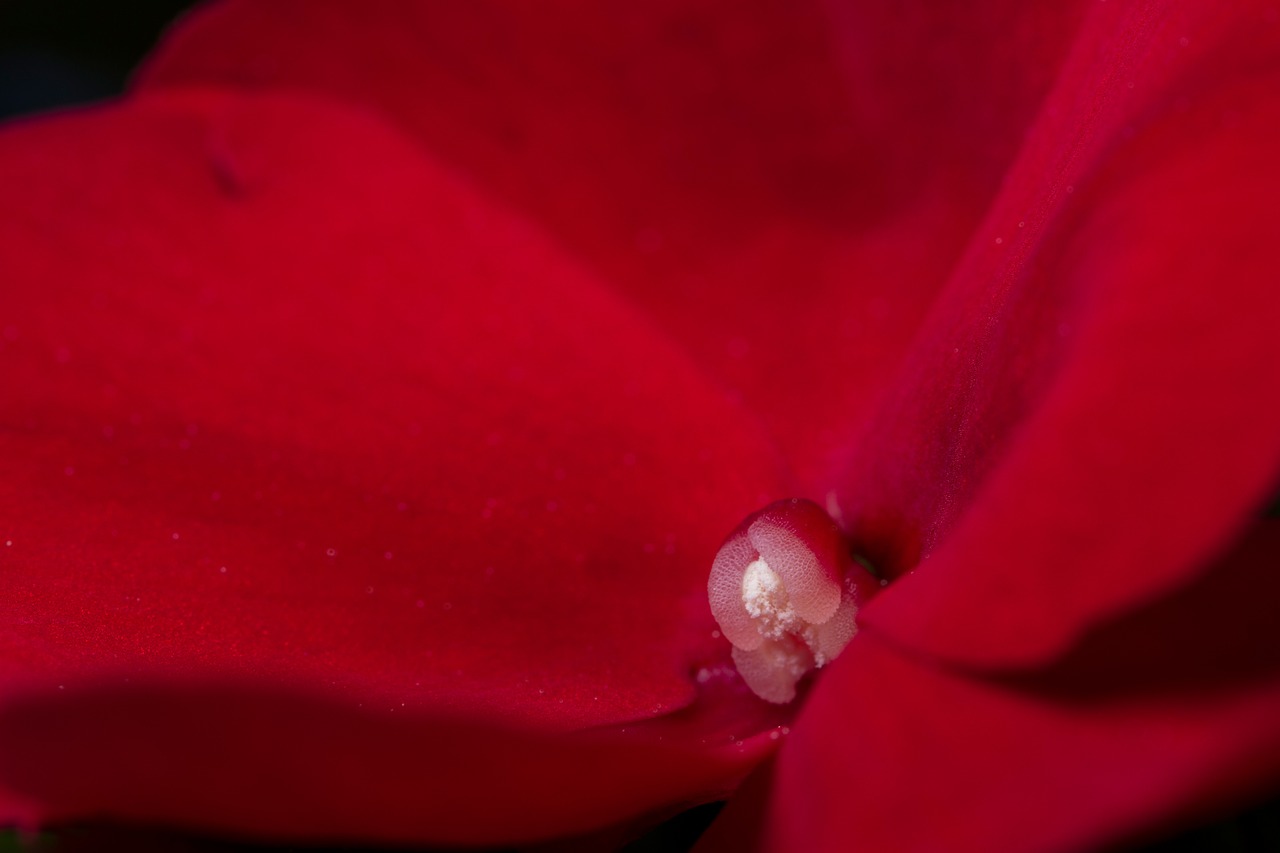 diligent practice of impatiens  impatien  blossom free photo