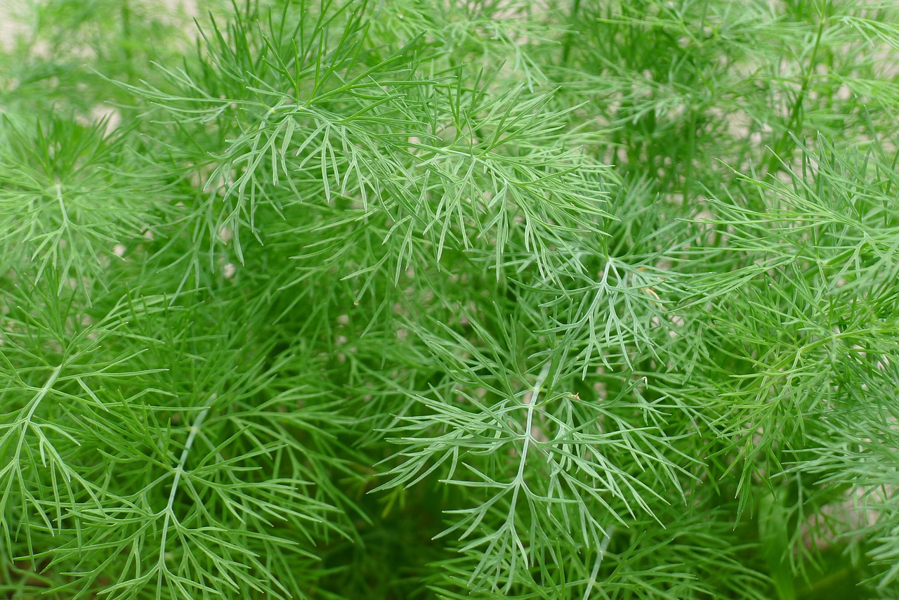 dill green herbs free photo